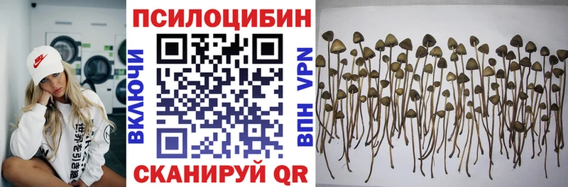 Купить где  Саянск  Псилоцибиновые грибы мицелий 